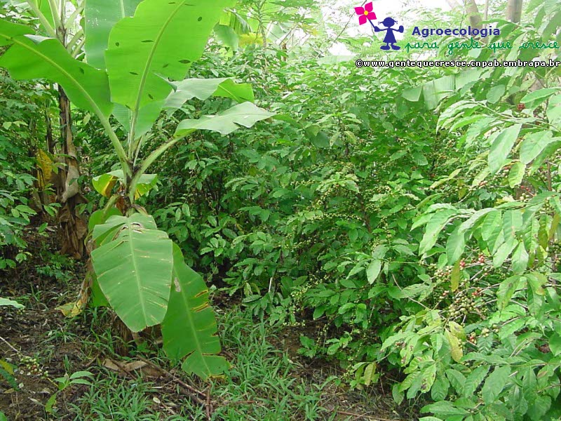 Plantação de Banana e Café
