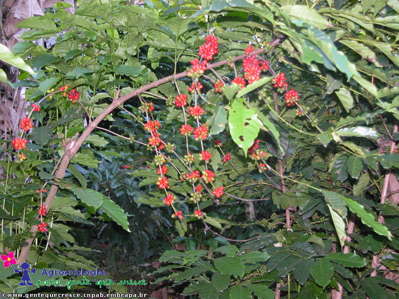 Café Vermelho