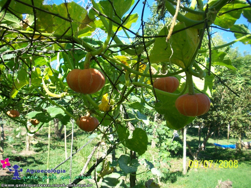 Mini Moranga Parreira
