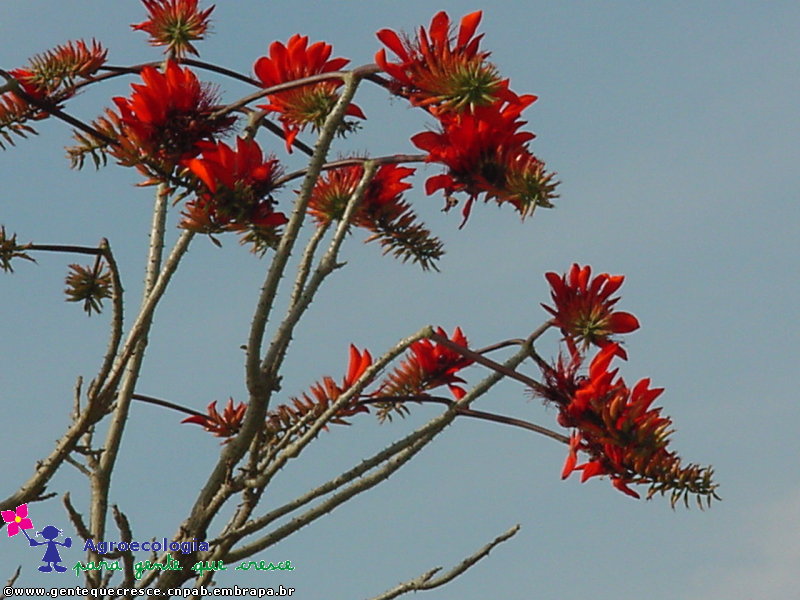 Mulungu Florido