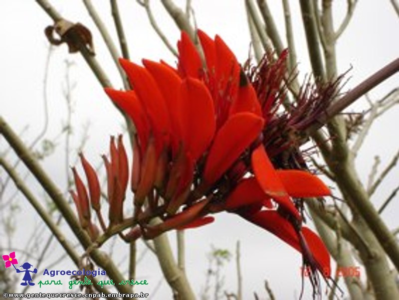 Flor de Mulungu