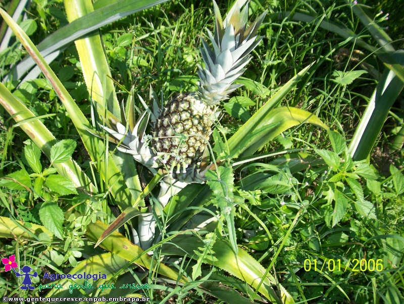 Abacaxi