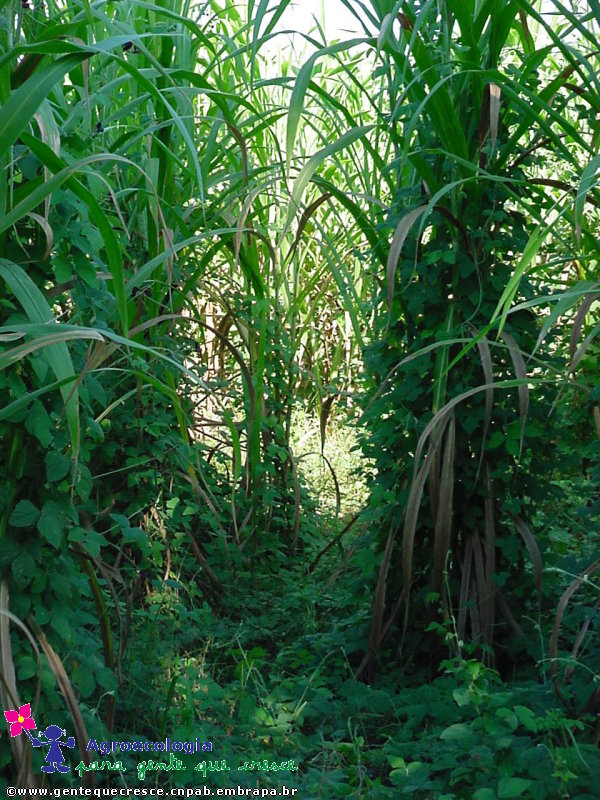 Capineira