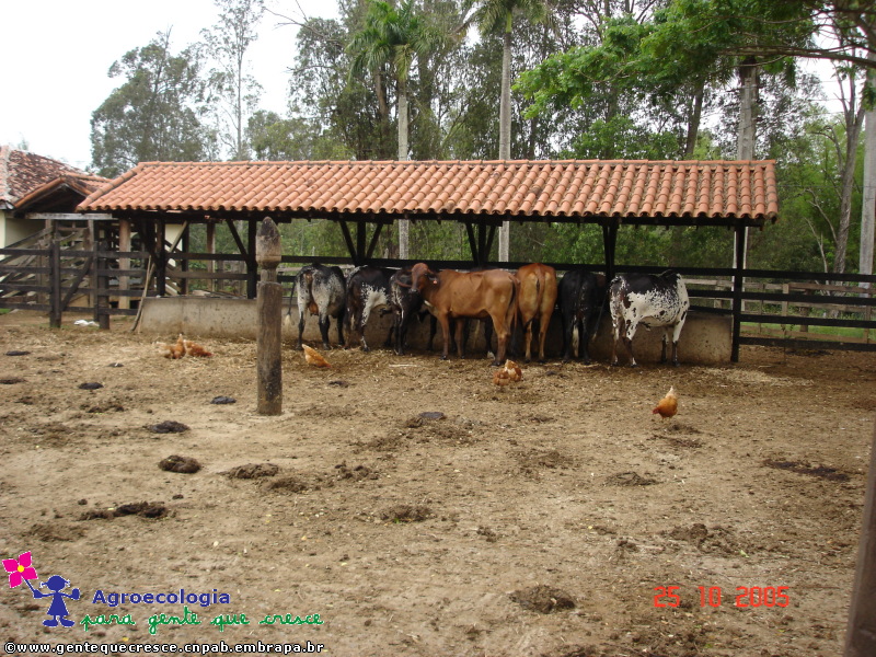 Curral