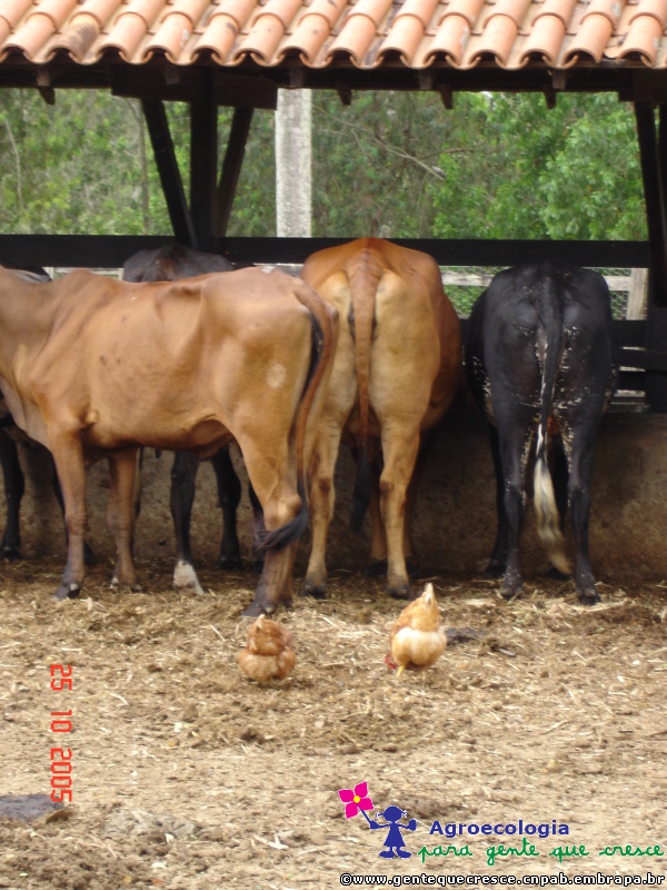 Vacas