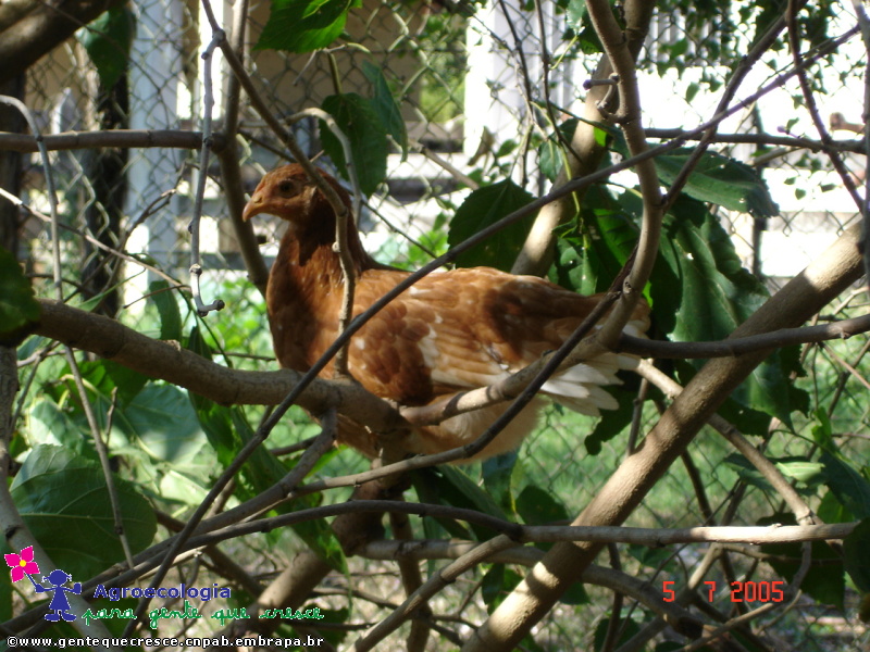 Galinha Empoleirada