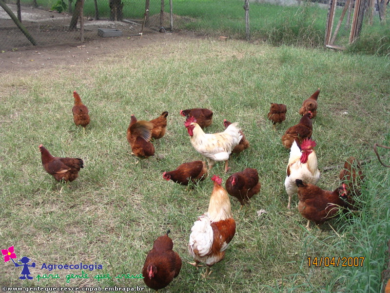 Galinhas