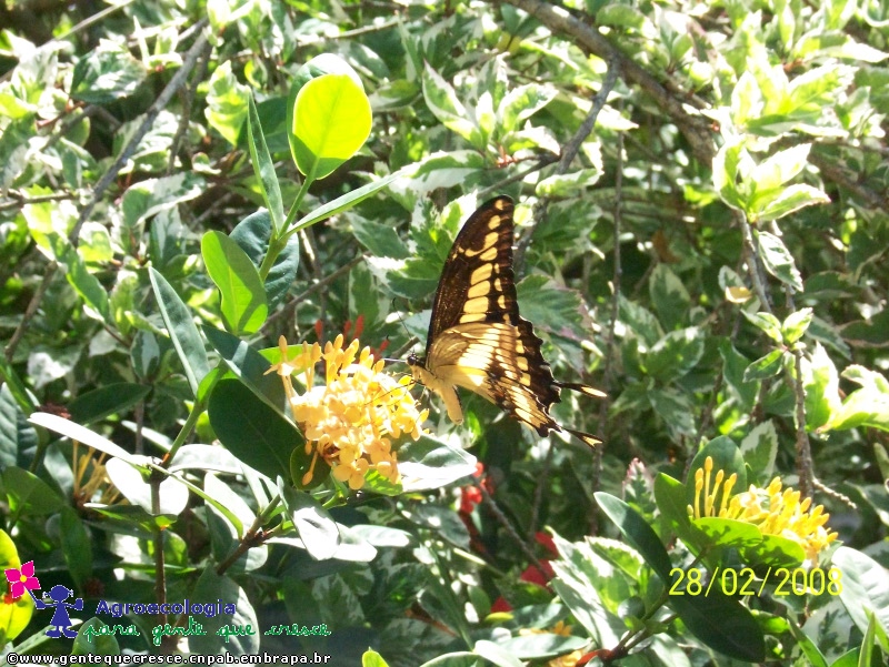 Borboleta