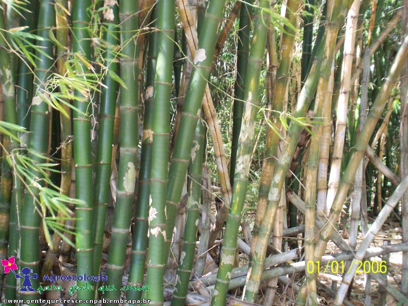Bambu