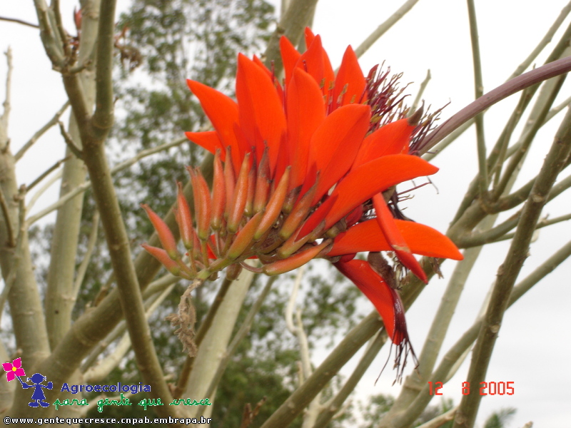 Flor de Mulungu