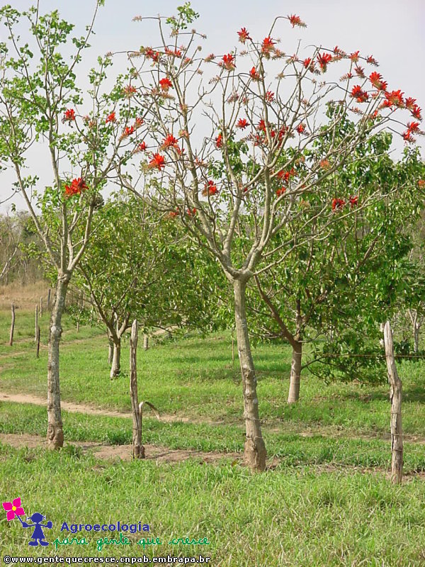 Moirão