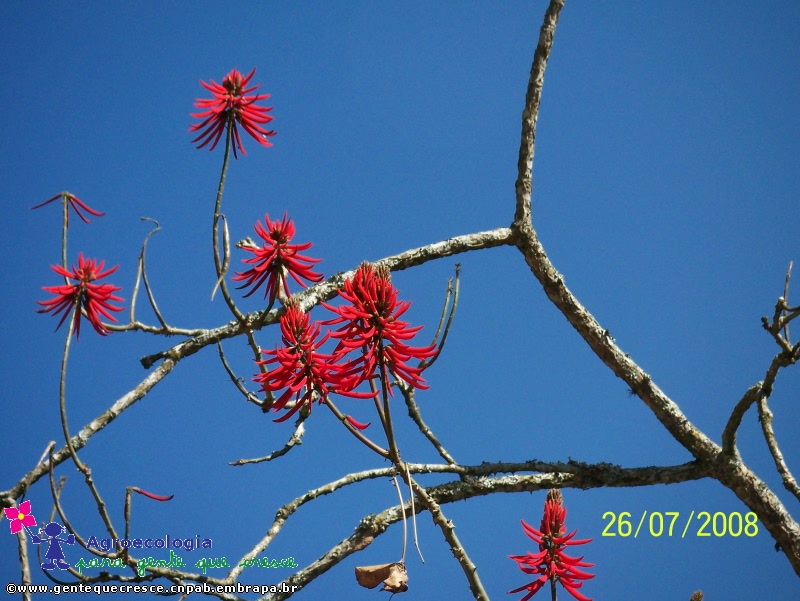 Mulungu