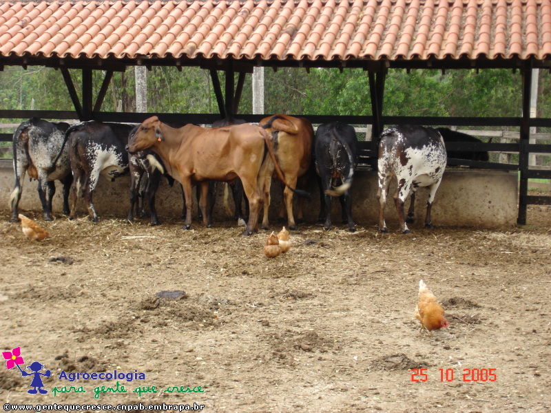 Galinhas