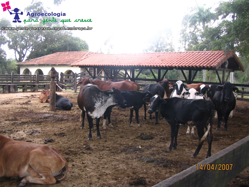 Vacas