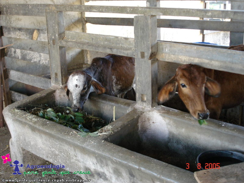 Vacas
