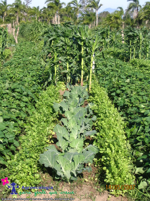 Horta