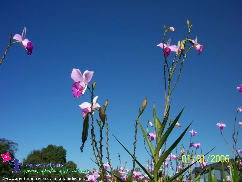 Orquídea