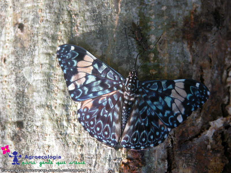 Borboleta