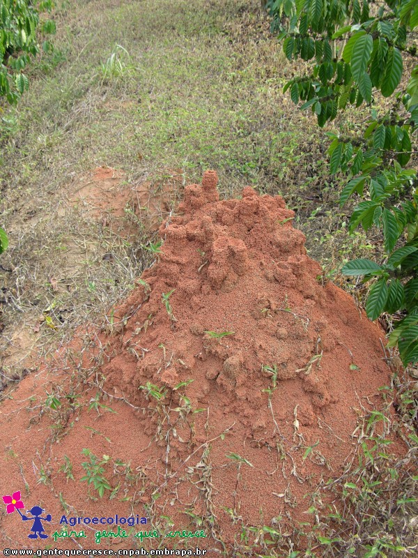 Formigueiro
